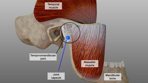The anatomy of the temporomandibular joint
